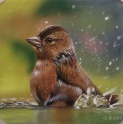 Купающийся воробушек, Вера Казарина. Бумага Pastelmat, 20х20. По МК Серой А.