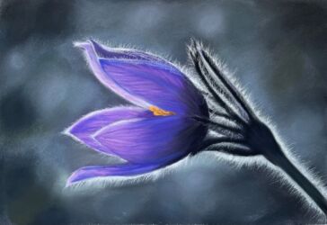 Цветок.Прострел, Говердовская Л.Н., бумага Pastelmat 24*30, пастель, пастельные карандаши, по уроку Серой А.